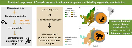 Desvendando o efeito das mudanças climáticas nos padrões de diversidade de anuros neotropicais
